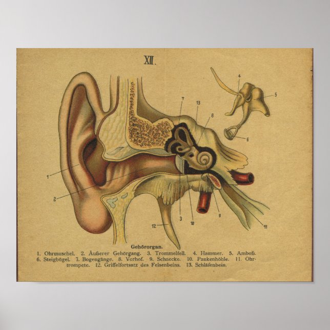 Vintage German Anatomy Print Ear (Front)