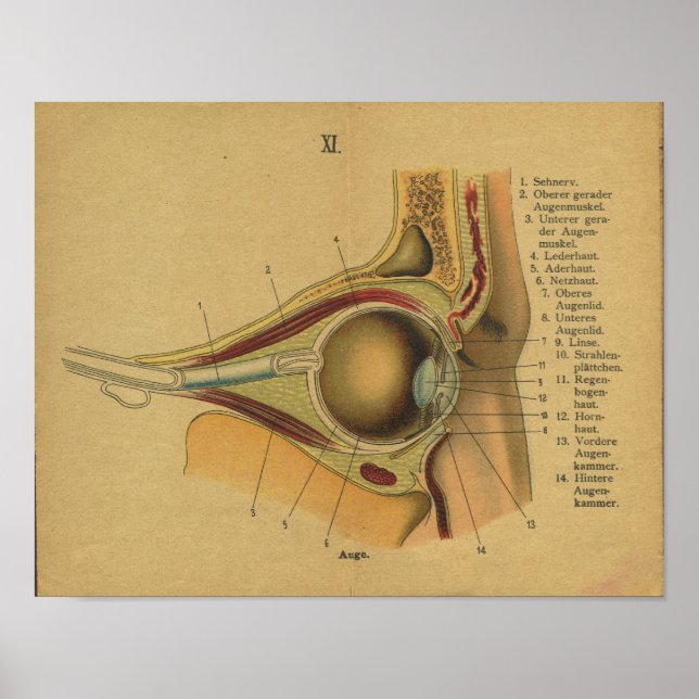 Vintage German Anatomy Print Eye (Front)