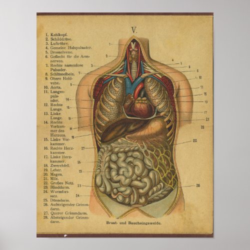Vintage German Anatomy Print Internal Organs