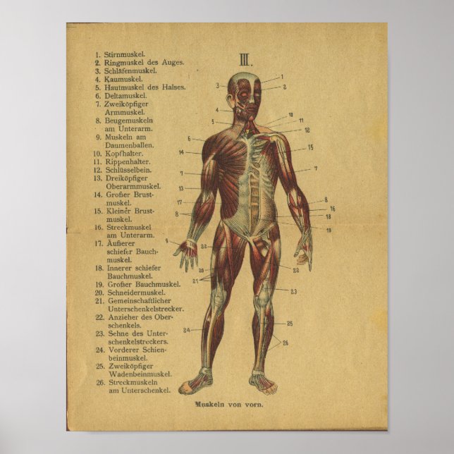 Vintage German Anatomy Print Muscles (Front)