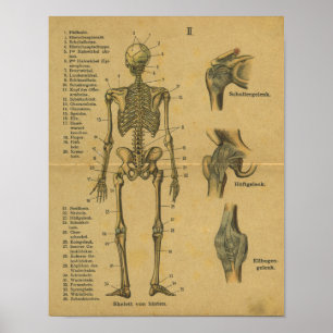 Vintage German Anatomy Print Skeleton