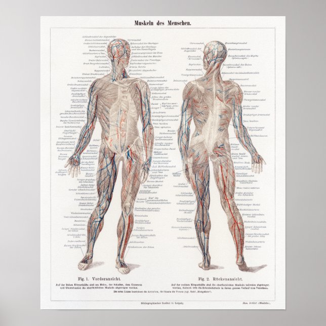 Vintage German Human Anatomy Chart (Front)