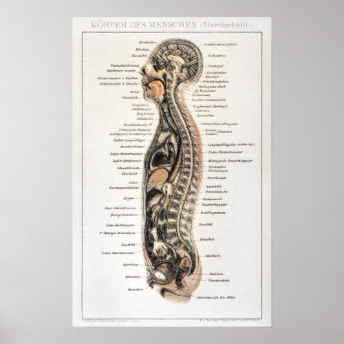 Vintage German Human Anatomy Chart