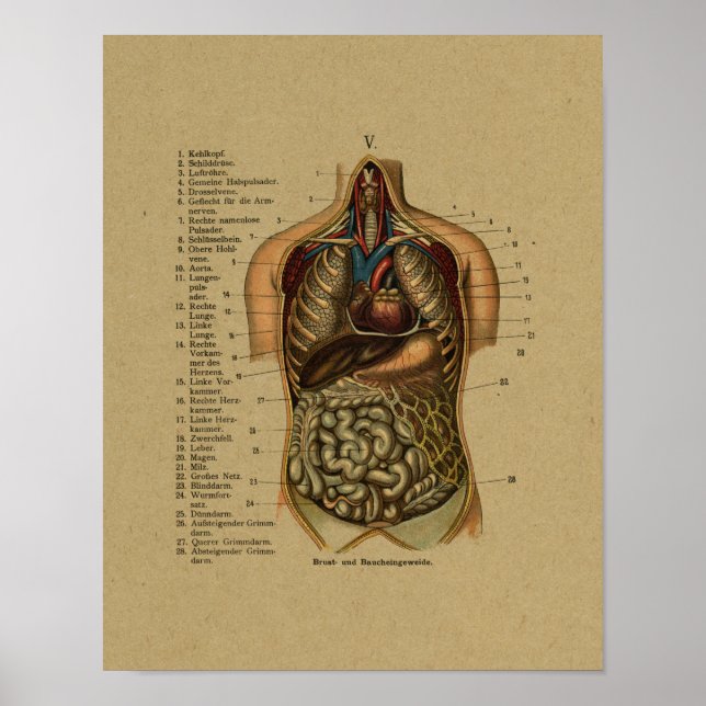 Vintage German Internal Anatomy Print (Front)