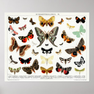 Vintage German Moth and Butterfly Chart