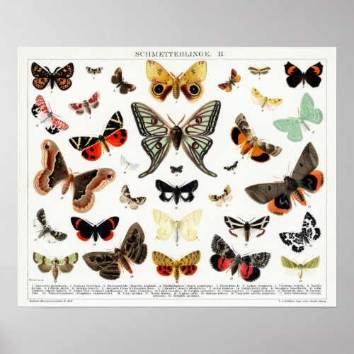 Vintage German Moth and Butterfly Chart