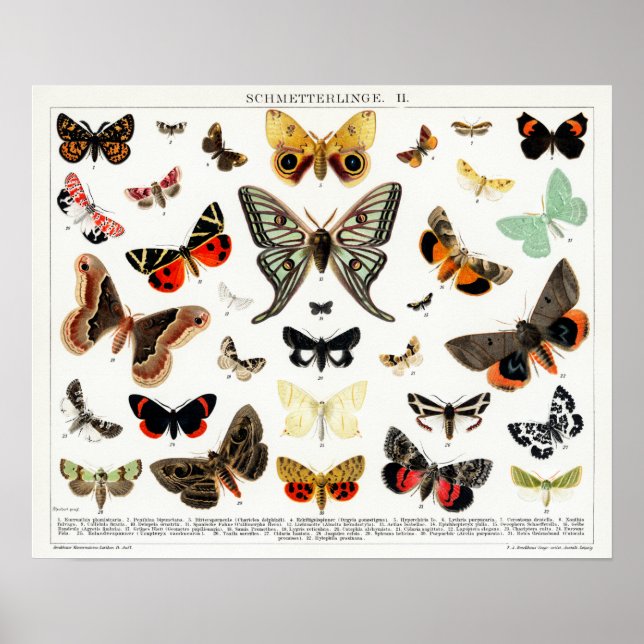 Vintage German Moth and Butterfly Chart (Front)