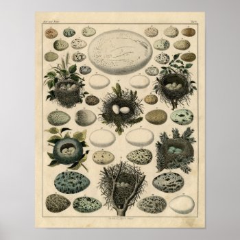 Vintage German Nests And Eggs Poster by EnKore at Zazzle