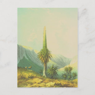 Vintage Giant Exotic Plant Postcard