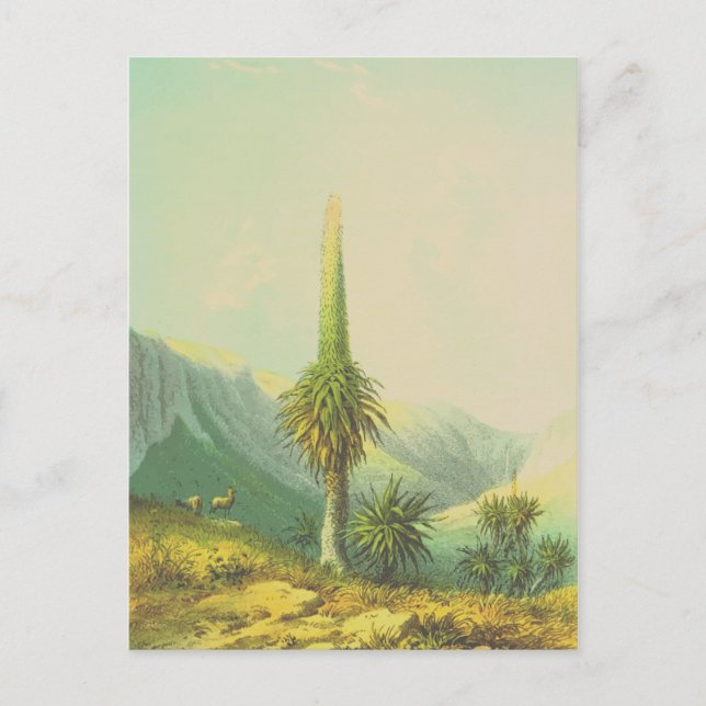Vintage Giant Exotic Plant Postcard (Front)