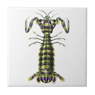 Vintage Giant Mantis Shrimp Marine Art Print Ceramic Tile