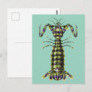 Vintage Giant Mantis Shrimp Marine Art Print Postcard