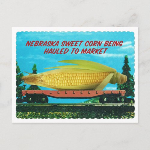 Vintage Giant Nebraska Sweet Corn Postcard