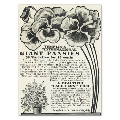 Vintage Giant Pansies Seed Catalogue Ad craft Tissue Paper