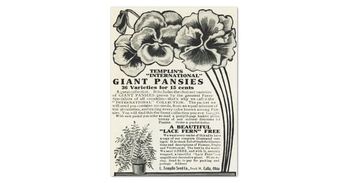 Vintage Giant Pansies Seed Catalogue Ad craft Tissue Paper Zazzle
