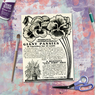 Vintage Giant Pansies Seed Catalogue Ad craft Tissue Paper