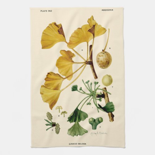 Vintage Ginkgo Biloba Botanical Illustration Kitchen Towel