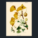 Vintage Ginkgo Biloba Botanical Illustration Poster<br><div class="desc">This is a digitally enhanced print of a vintage 1916 botanical illustration of Ginkgo Biloba by Mary E. Eaton. You can customize the background color.</div>