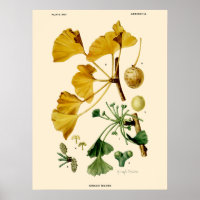 Vintage Ginkgo Biloba Botanical Illustration