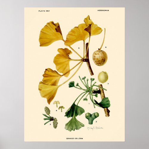 Vintage Ginkgo Biloba Botanical Illustration Poster