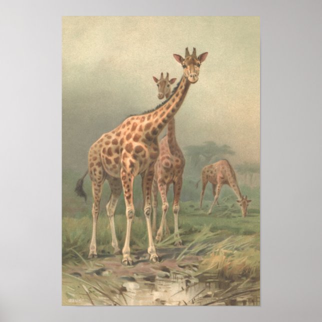Vintage Giraffe 1894 Print African Plains (Front)