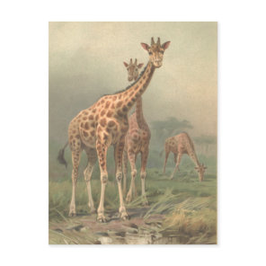 Vintage Giraffe 1894 Print African Plains Postcard
