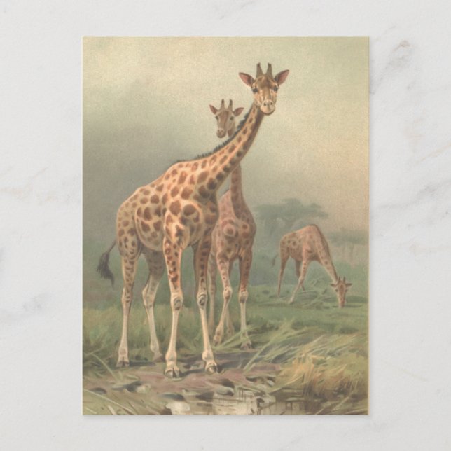 Vintage Giraffe 1894 Print African Plains Postcard (Front)