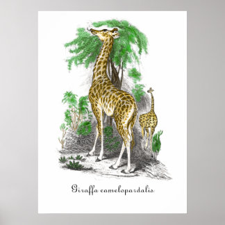 Vintage Giraffe Illustration Giraffa camelopardal Poster