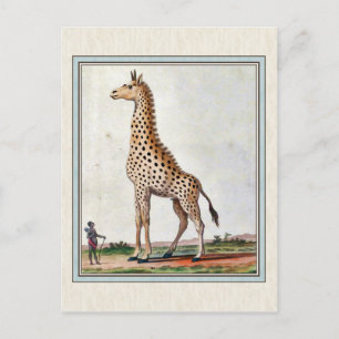 Vintage Giraffe Illustration Postcard