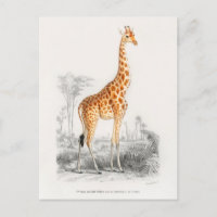 Vintage Giraffe Illustration
