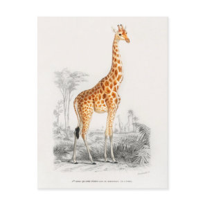 Vintage Giraffe Illustration Postcard
