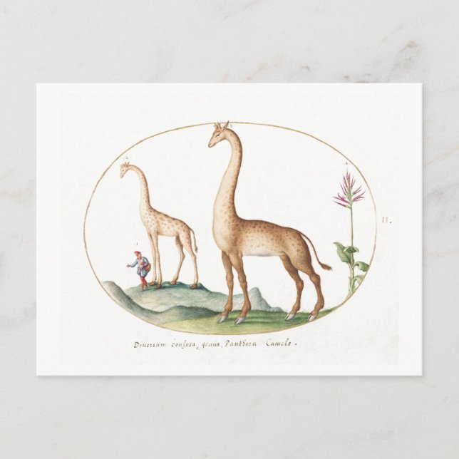 Vintage Giraffe Illustration Postcard (Front)