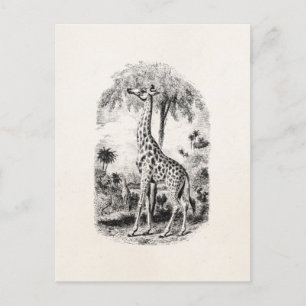 Vintage Giraffe Personalized Animal Illustration Postcard