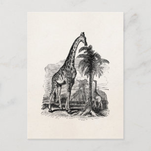Vintage Giraffe Personalized Animal Illustration Postcard