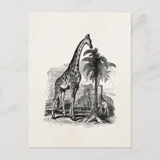 Vintage Giraffe Personalized Animal Illustration Postcard (Front)