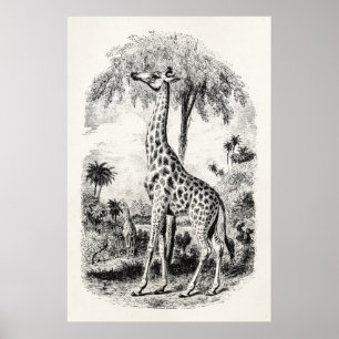 Vintage Giraffe Personalized Animal Illustration Poster