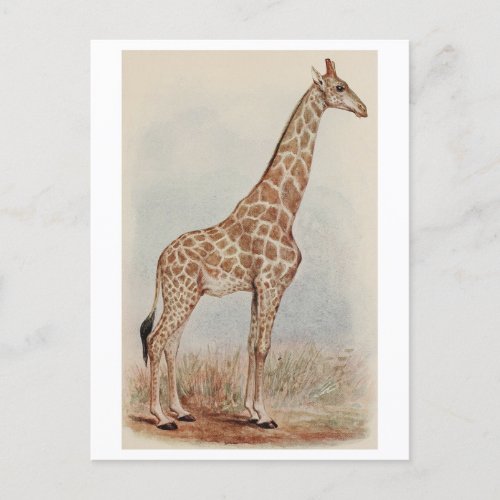 Vintage Giraffe Photo Postcard