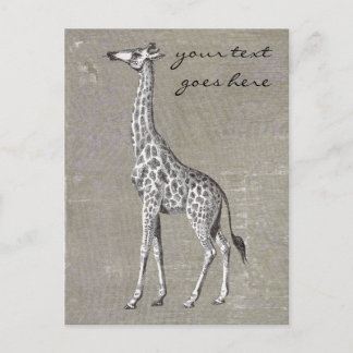 Vintage Giraffe Postcard