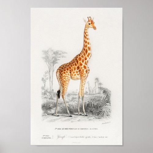 Vintage giraffe Retro animal zoo illustration Poster