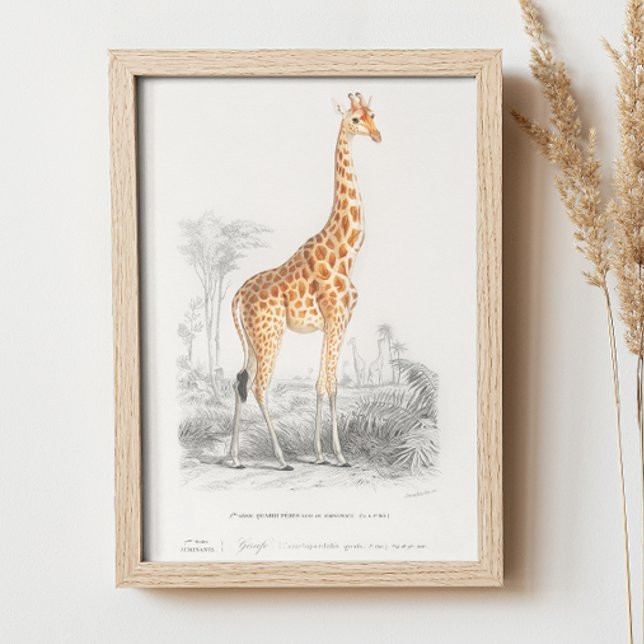 Vintage giraffe. Retro animal zoo safari nature Poster (Creator Uploaded)