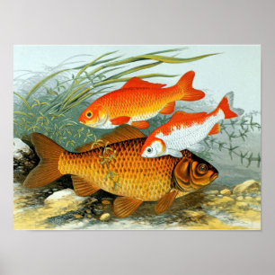 Vintage Golden Carp Koi Goldfish Poster