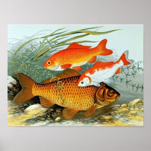 Vintage Golden Carp Koi Goldfish Poster