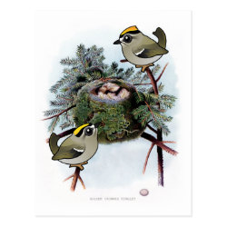 Vintage Golden-crowned Kinglet Postcard