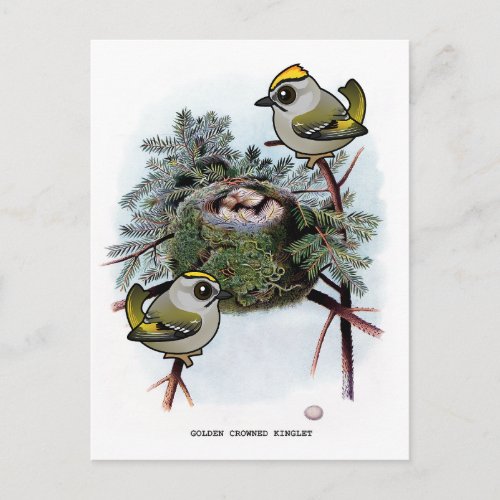 Vintage Golden_crowned Kinglet Postcard