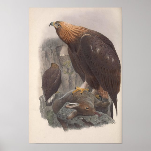 Vintage Golden Eagle Bird Poster (Front)