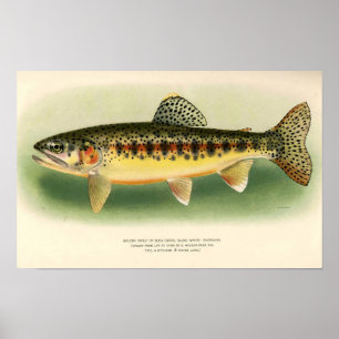 Vintage Golden Trout Art Poster