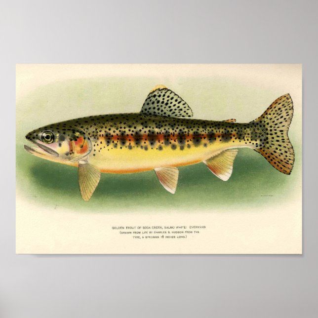 Vintage Golden Trout Art Poster (Front)