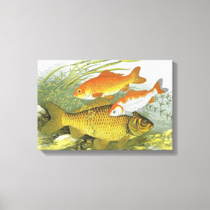 Vintage Goldfish Koi Fish, Marine Aquatic Sea Life Canvas Print