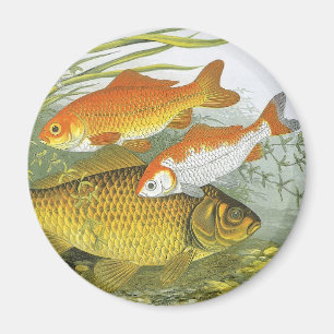Vintage Goldfish Koi Fish, Marine Aquatic Sea Life Magnet