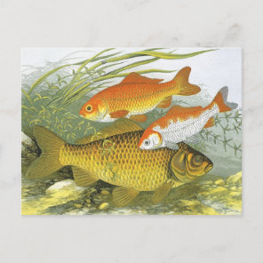Vintage Goldfish Koi Fish, Marine Aquatic Sea Life Postcard